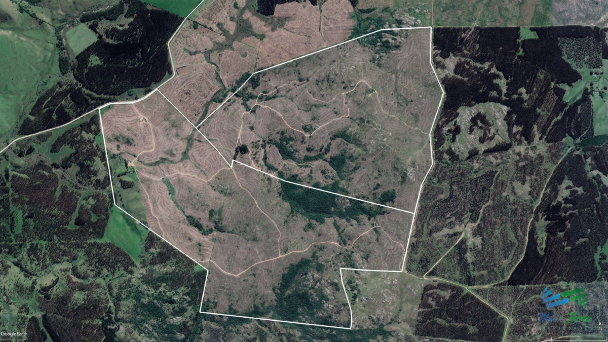Campo Ref.4917 - Se vende campo forestado en Lavalleja 