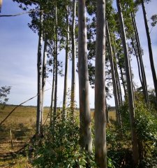 Se vende campo forestado en Lavalleja