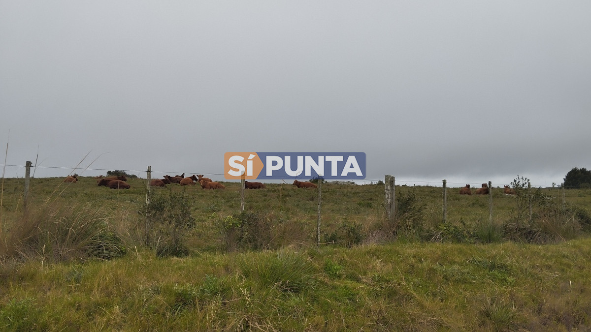 Campo Ref.12110 - Campo en venta, Maldonado, en la zona del Cerro Catedral