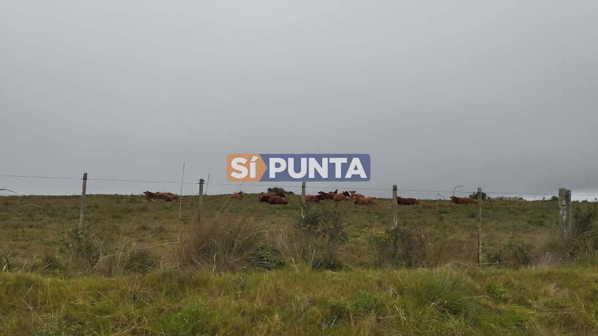 Campo Ref.12110 - Campo en venta, Maldonado, en la zona del Cerro Catedral