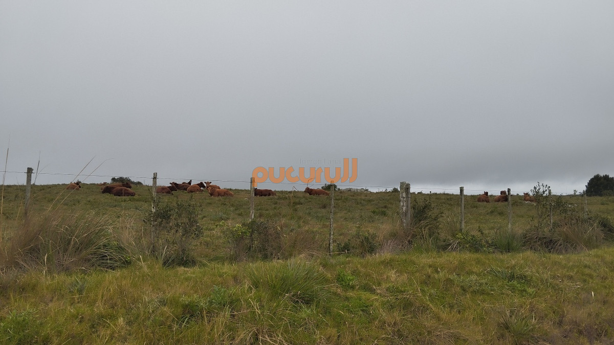 Campo Ref.1797 - Campo en venta, Maldonado, en la zona del Cerro Catedral