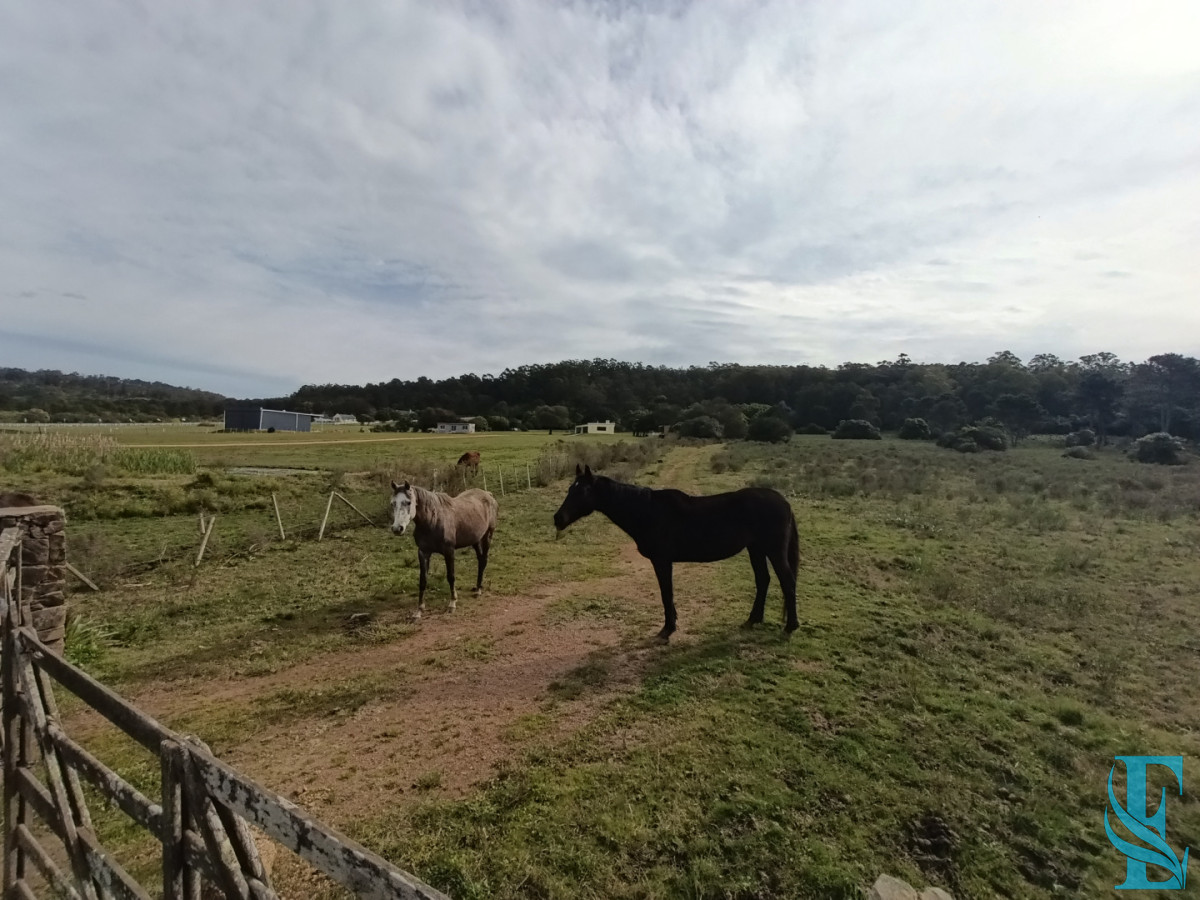 Chacra ID.1008 - Chacra en La Pataia - Punta Ballena