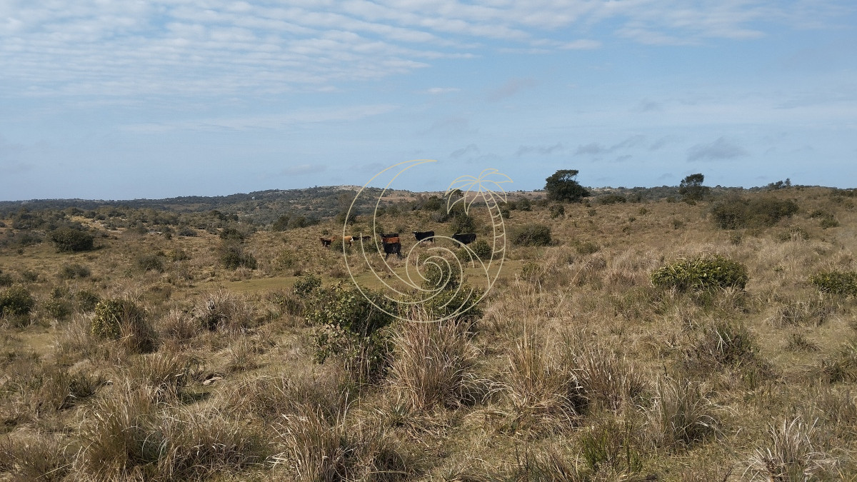 Campo Ref.21092737 - Campo en venta, Maldonado, en la zona del Cerro Catedral