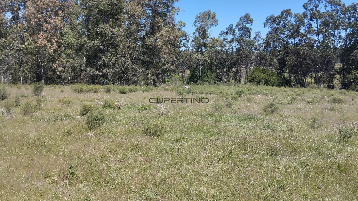 Chacra ID.1174 - 