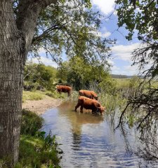 Chacra en venta, San Carlos, zona Partido Norte