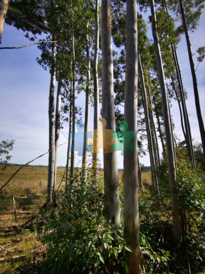 Se vende campo forestado en Lavalleja    Ref : EQP6830 - GoPunta - Portal Inmobiliario de Punta del Este - Maldonado