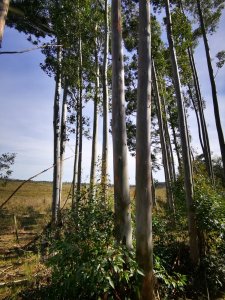 Se vende campo forestado en Lavalleja  - Ref : EQP6830