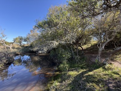Campo, Garzón, José Ignacio, Venta, 31HA
