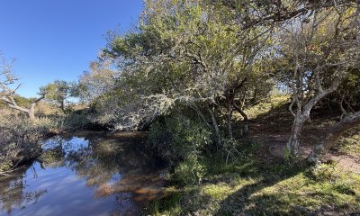 Campo, Garzón, José Ignacio, Venta, 31HA