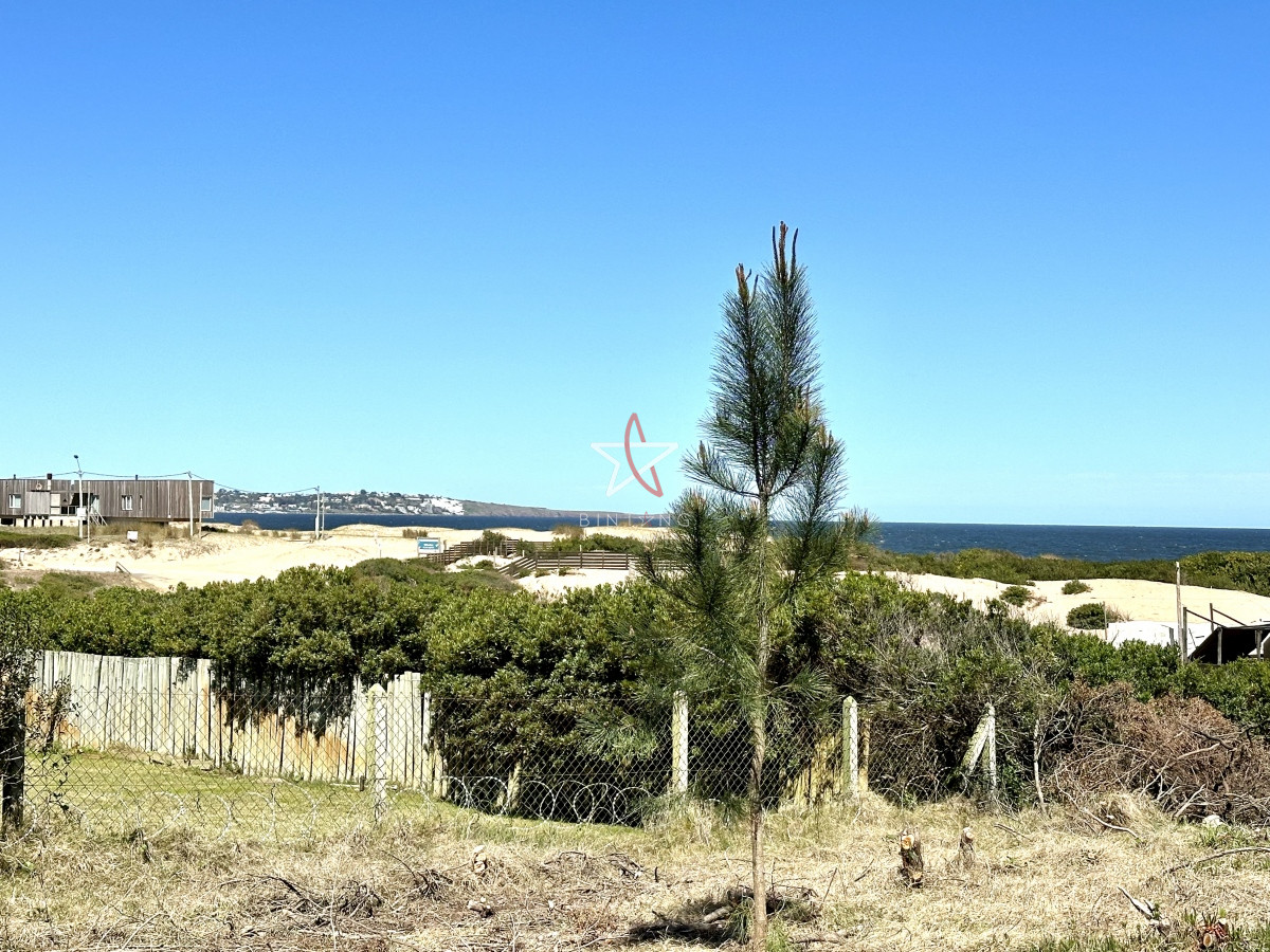 Chihuahua - GoPunta - Portal Inmobiliario de Punta del Este - Maldonado