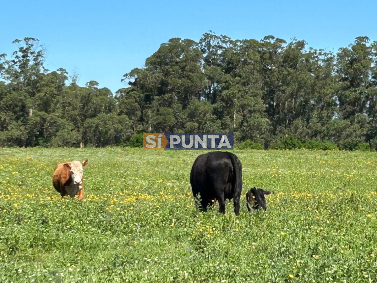 Chacra en venta  - SPT13677H