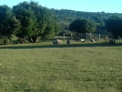 campo en venta, las cañas  - spt9309p