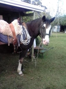 campo en venta, las cañas  - spt9309p