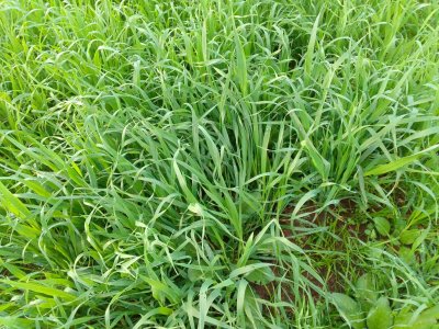 campo en venta, las cañas  - spt9309p