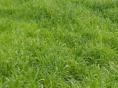 campo en venta, las cañas  - spt9309p