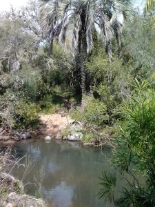 campo en venta, las cañas  - spt9309p