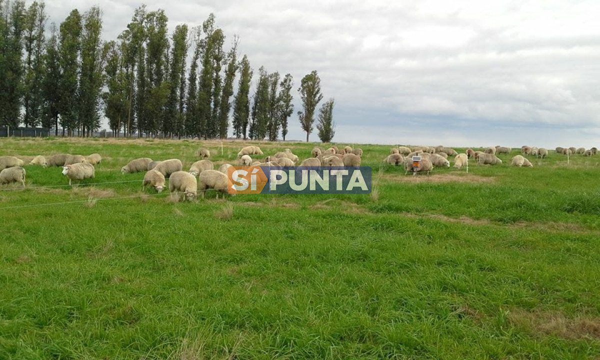 Campo Ref.7116 - Campo en venta, 18 hectáreas 