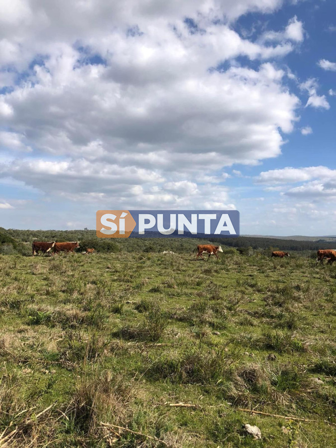 Campo Ref.13160 - Campo 150 has en Venta, Los Caracoles