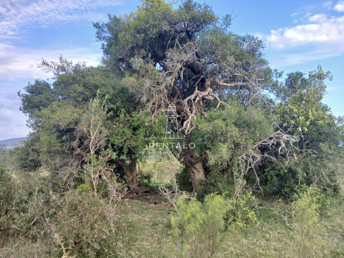 Chacra ID.1134 - 21 has en pueblo Eden con costa de arroyo