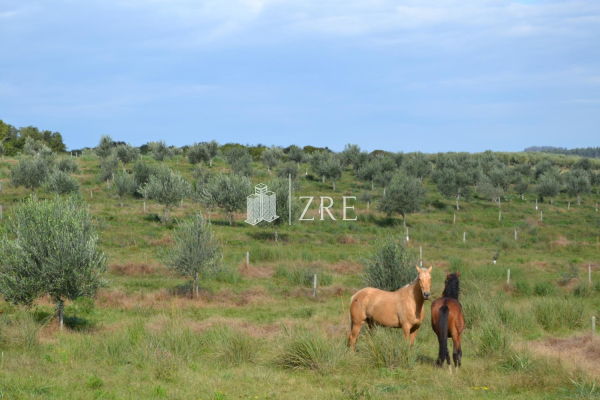 Chacra ID.115 - Venta chacra 5 hectáreas. Garzón, Maldonado. Financiación propia. 