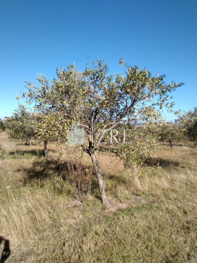 Chacra ID.49 - Venta chacra