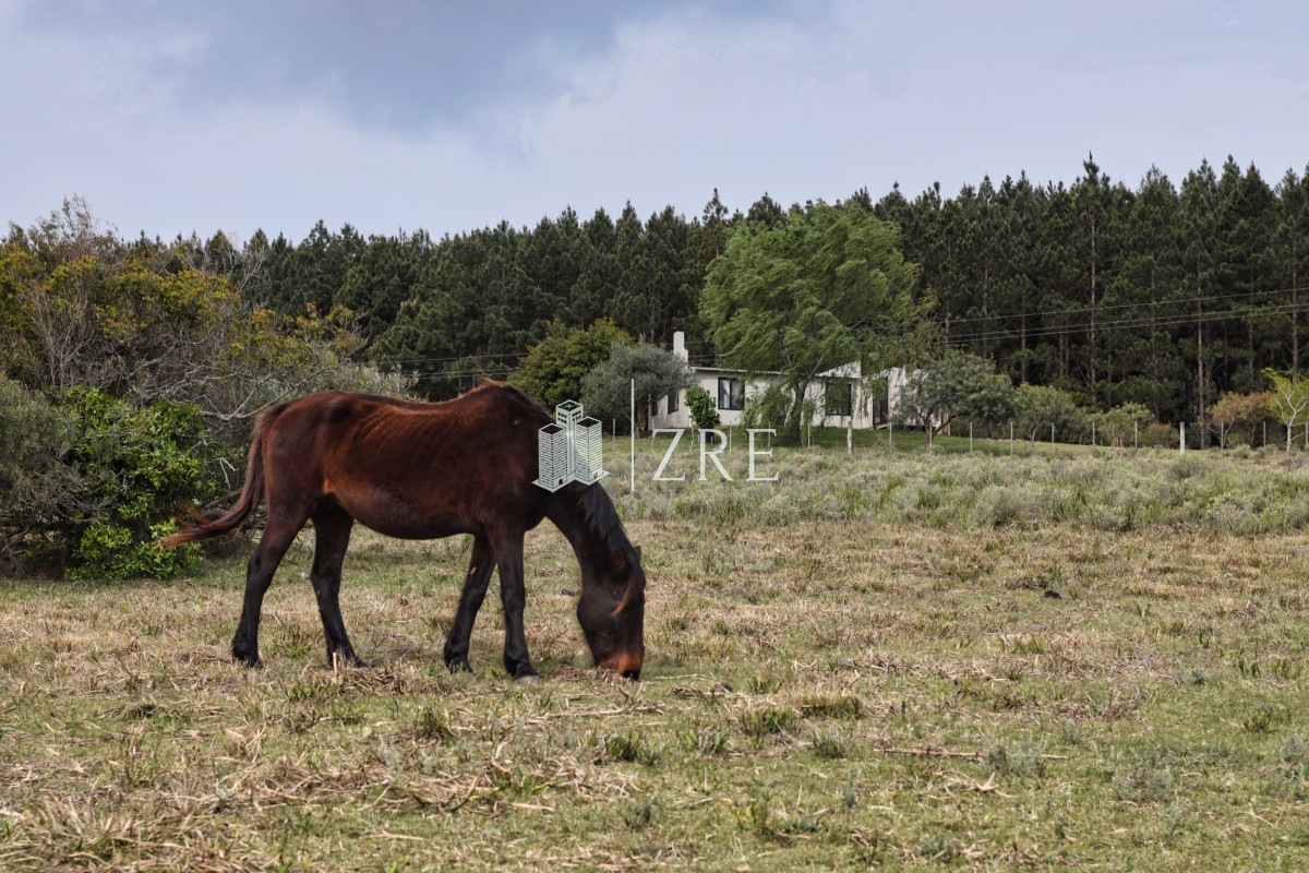 Chacra ID.207 - Venta chacra 11 hectáreas Ruta 12 Pueblo Edén 