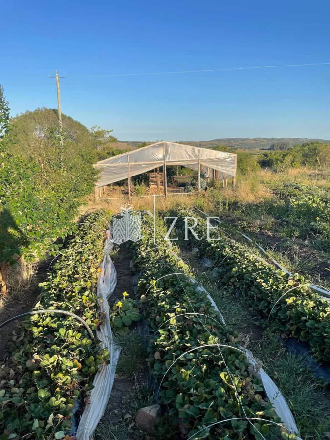Chacra ID.193 - Venta Chacra en sierra de las Animas