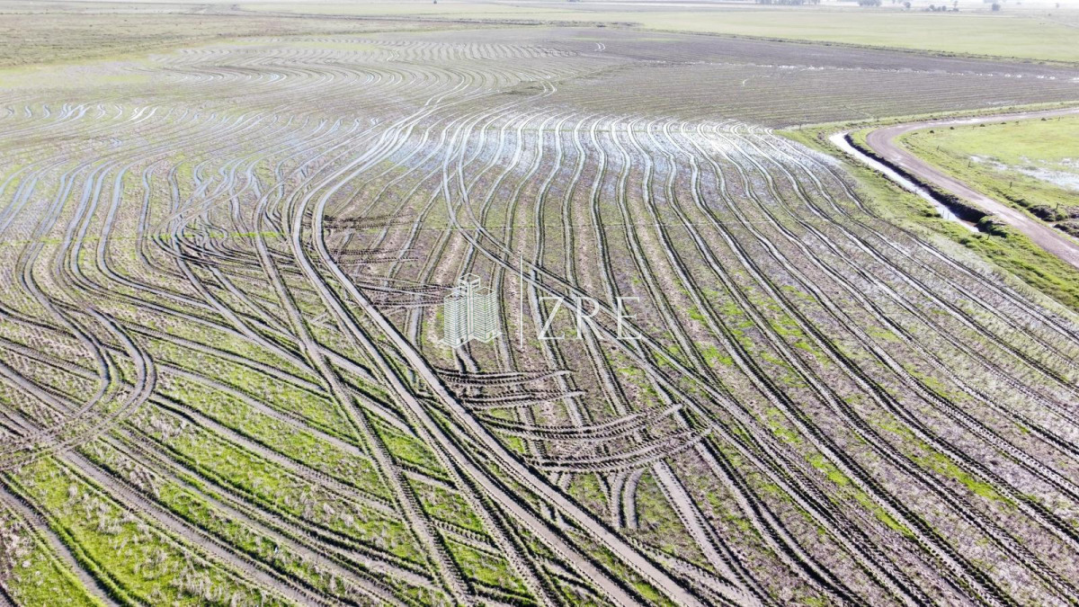 Campo Ref.734 - Venta campo agricola ganadero, Lascano Rocha 