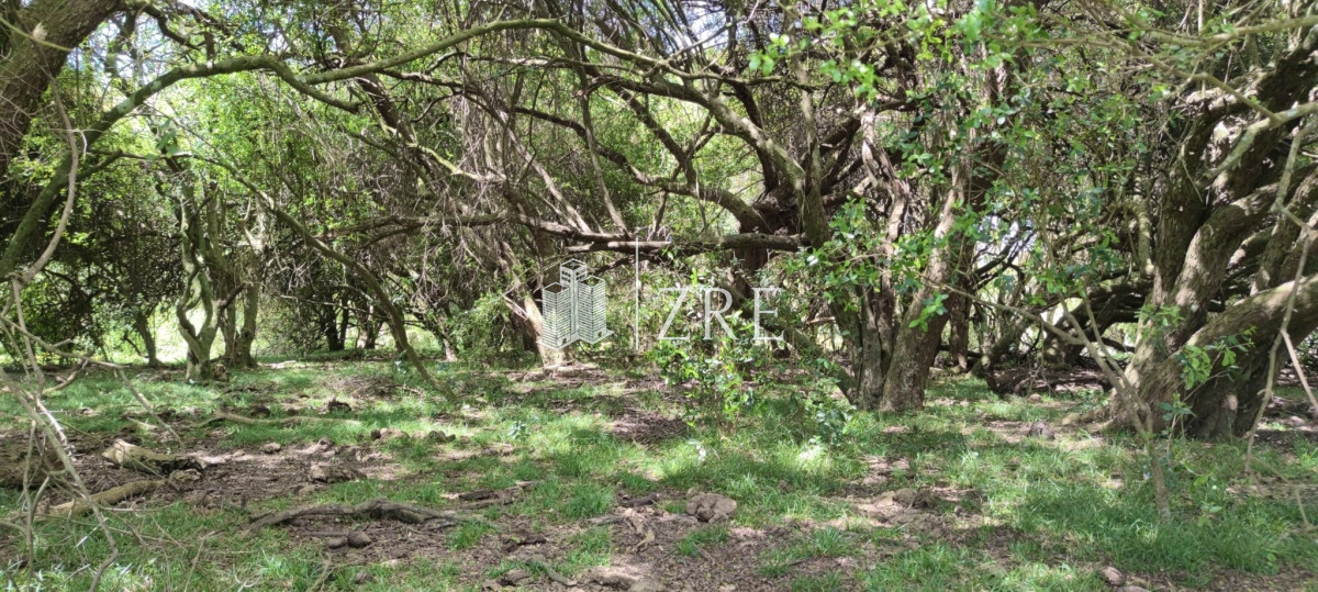 Campo Ref.108 - Venta 47has con casa, costa de arroyo y 5 tajamares