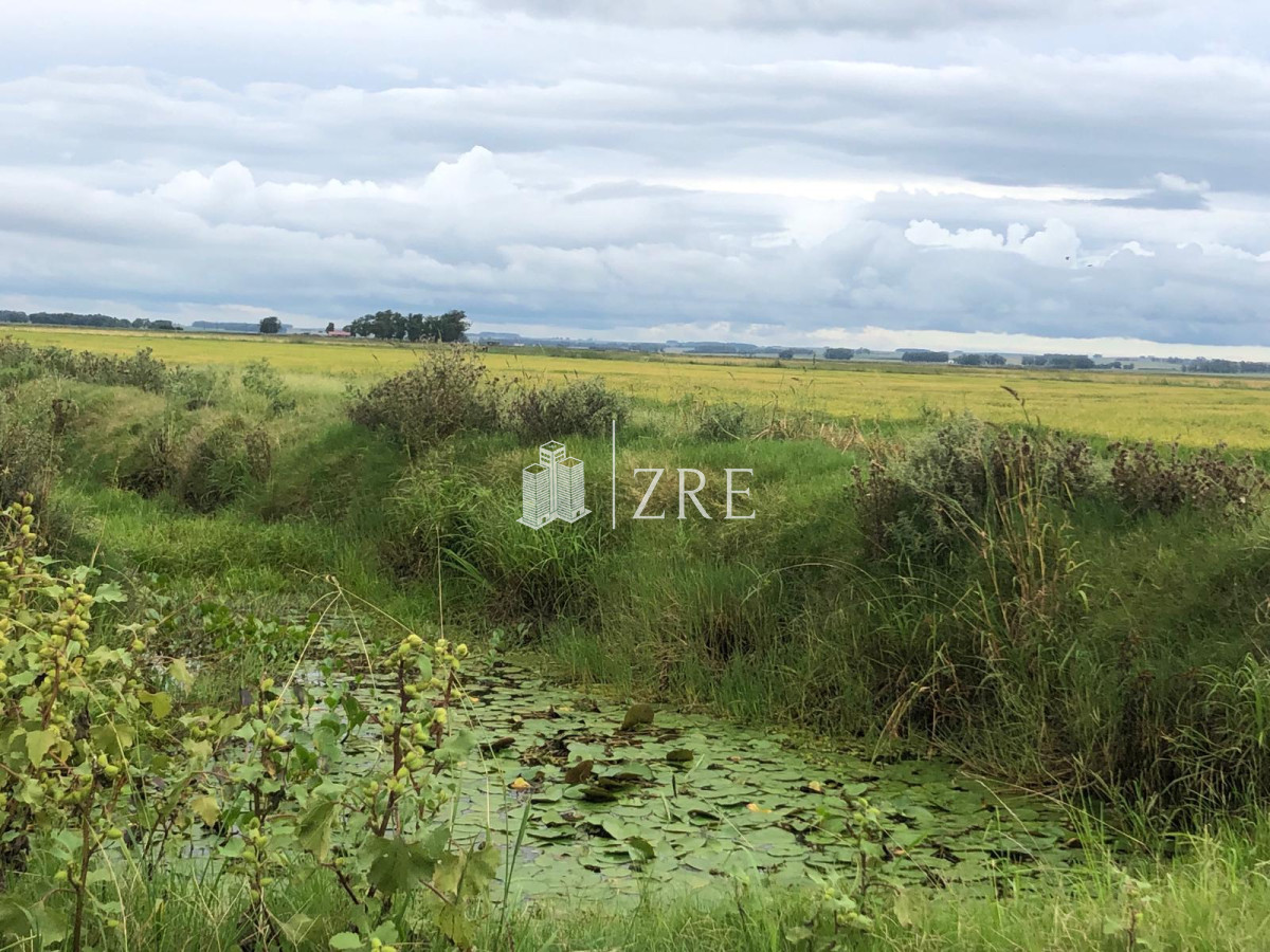 Campo Ref.734 - Venta campo agricola ganadero, Lascano Rocha 