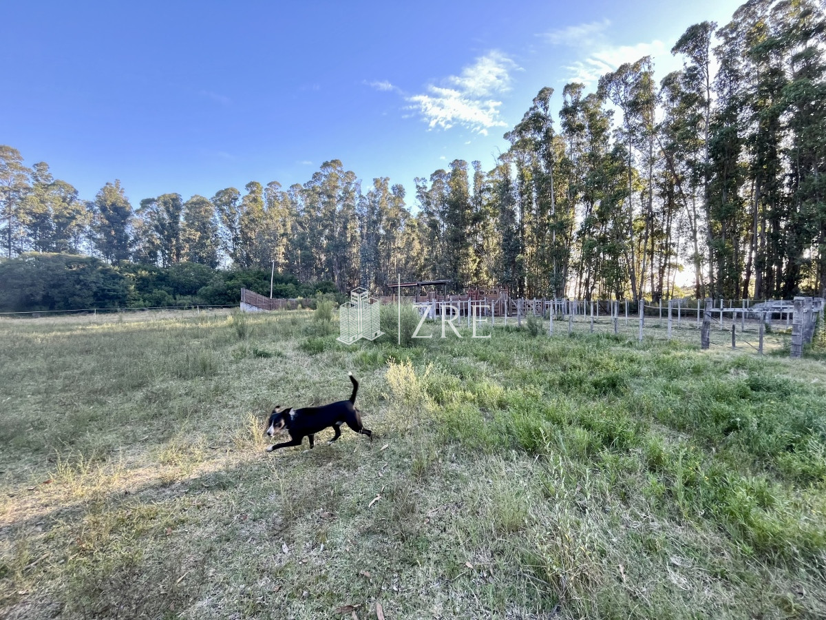 Campo Ref.780 - Venta campo 133 hectáreas. 