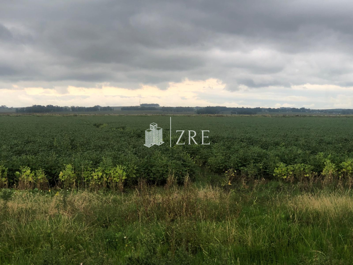Campo Ref.734 - Venta campo agricola ganadero, Lascano Rocha 