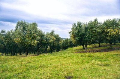 venta chacra 5 hectáreas. garzón, maldonado  - dmc12843h