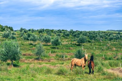 venta chacra 5 hectáreas. garzón, maldonado  - dmc12843h