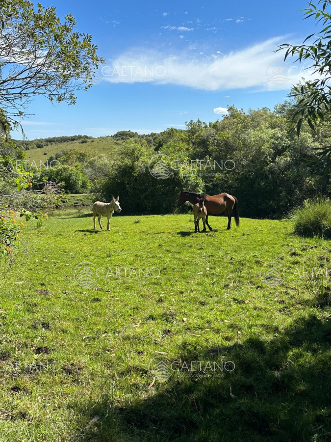 Venta Chacra Minas, Lavalleja - GoPunta - Portal Inmobiliario de Punta del Este - Maldonado