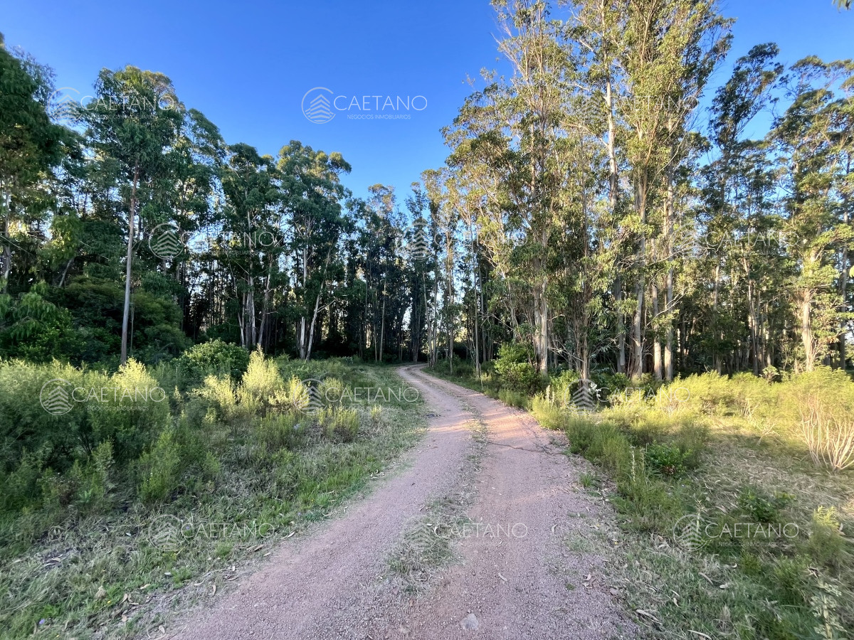 Venta campo 133 hectáreas. Pan de Azúcar, Maldonado - GoPunta - Portal Inmobiliario de Punta del Este - Maldonado