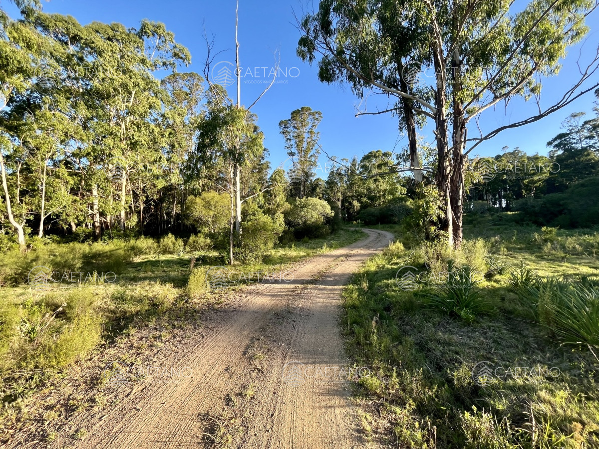 Venta campo 133 hectáreas. Pan de Azúcar, Maldonado - GoPunta - Portal Inmobiliario de Punta del Este - Maldonado