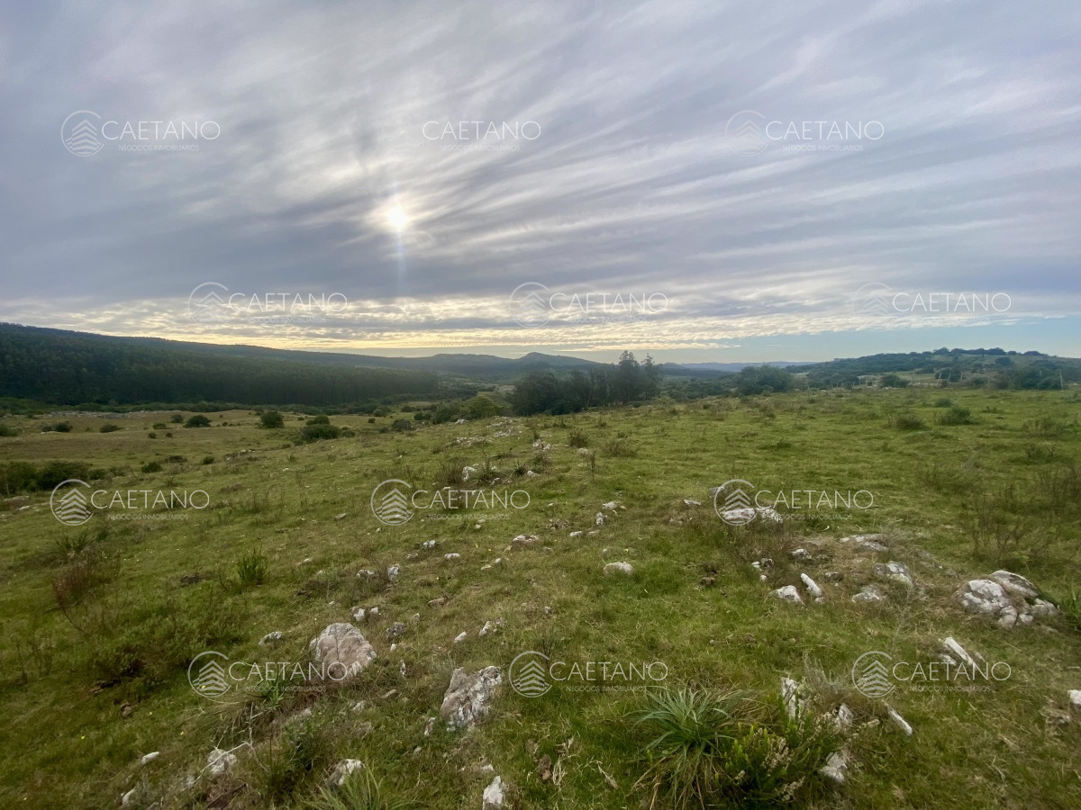Venta campo 261 hectareas. Ruta 12 Maldonado.  - DMC13184P