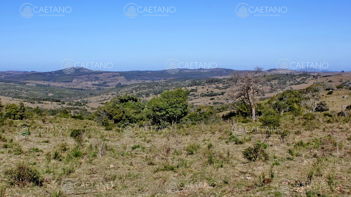 Campo de sierra sobre Ruta 12