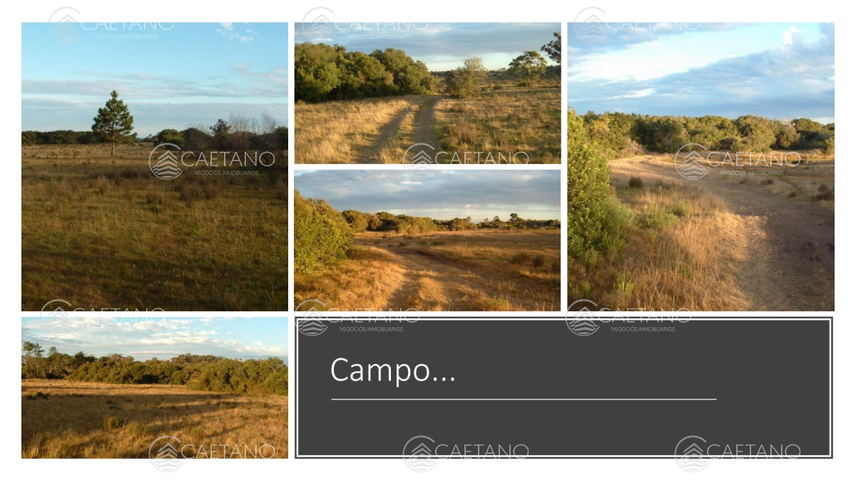 Venta campo 117 hectáreas sobre río de la plata - GoPunta - Portal Inmobiliario de Punta del Este - Maldonado