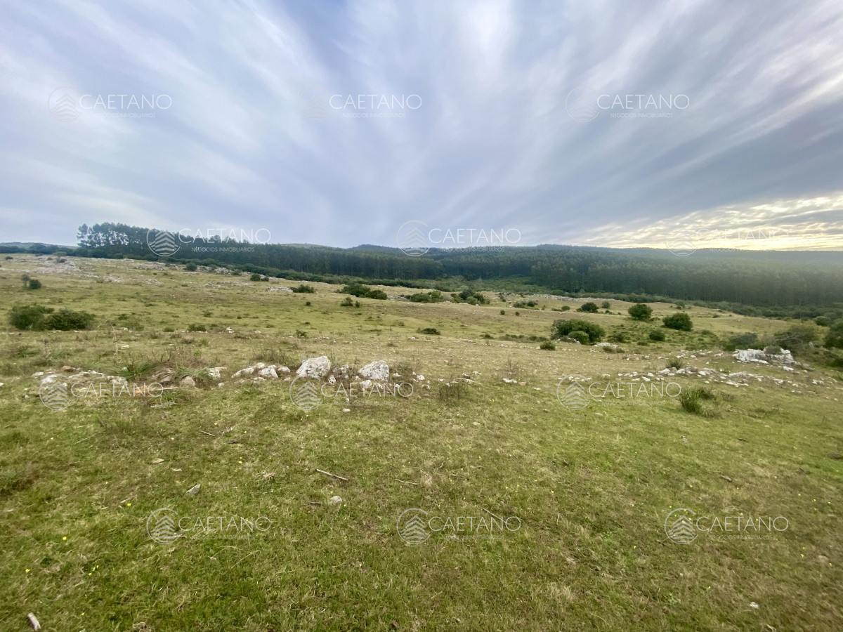 Venta campo 261 hectareas. Ruta 12 Maldonado. - GoPunta - Portal Inmobiliario de Punta del Este - Maldonado
