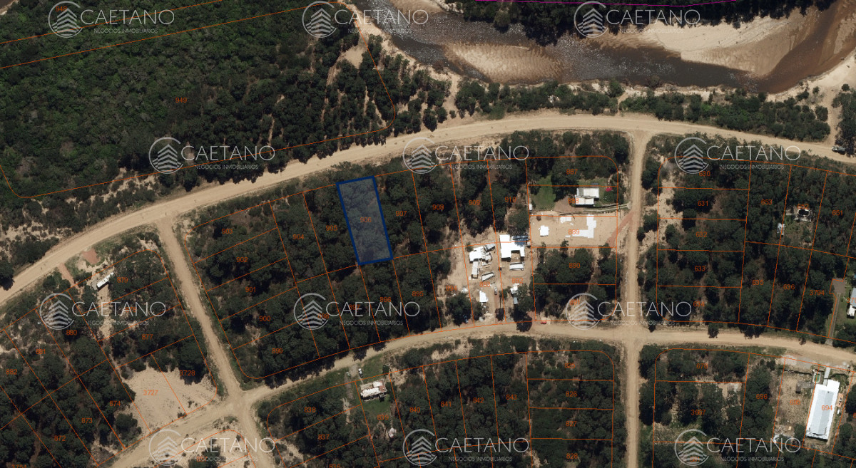 Chihuahua - GoPunta - Portal Inmobiliario de Punta del Este - Maldonado