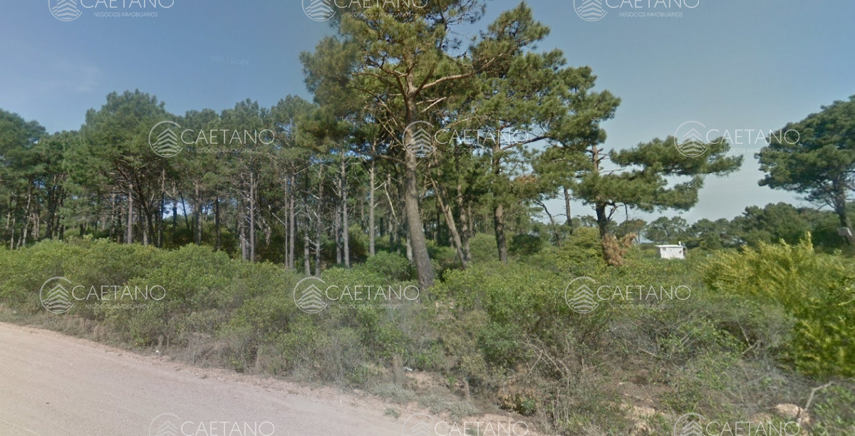 Chihuahua - GoPunta - Portal Inmobiliario de Punta del Este - Maldonado