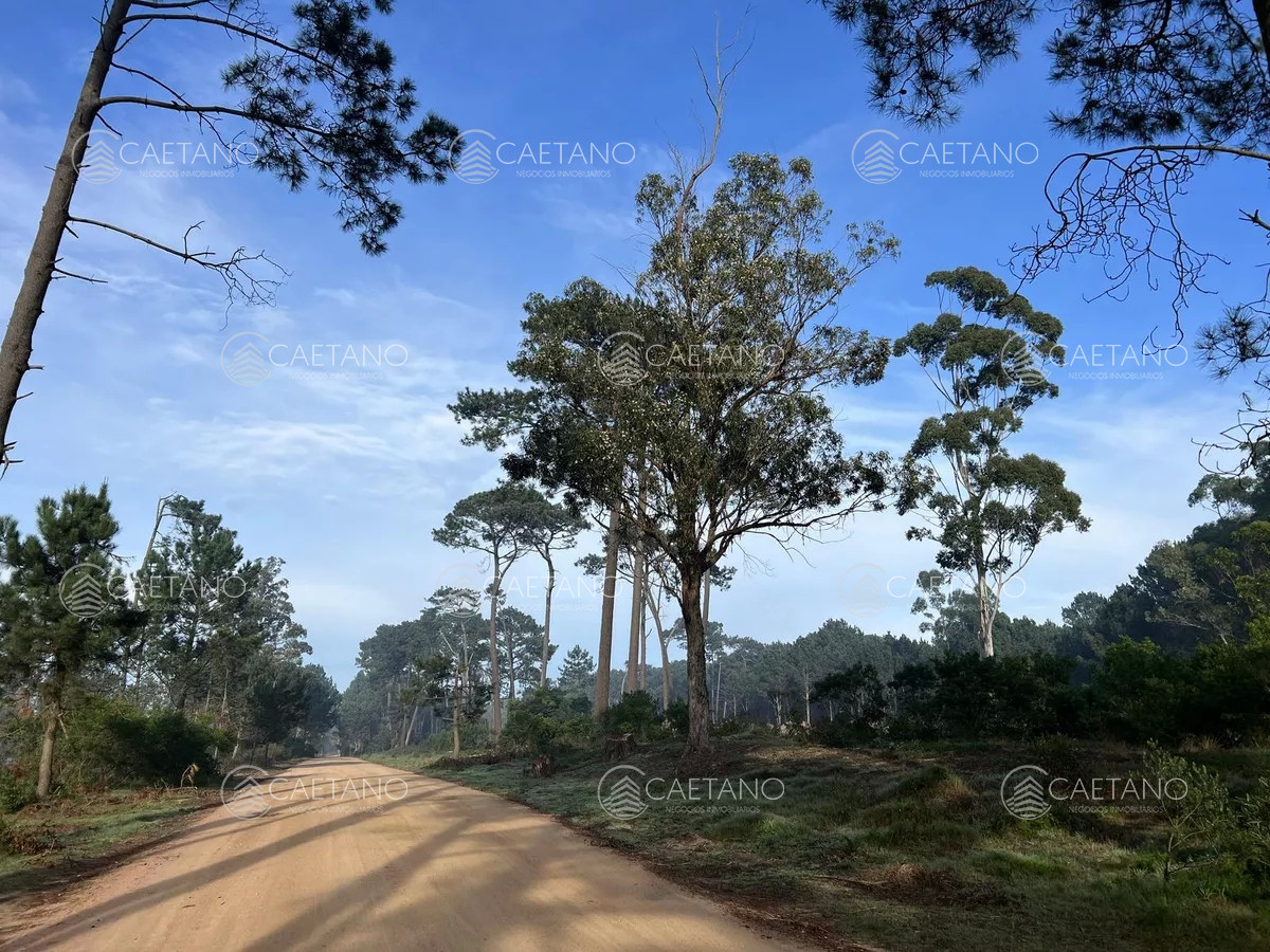 Burnett - GoPunta - Portal Inmobiliario de Punta del Este - Maldonado