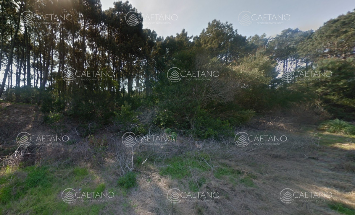 Chihuahua - GoPunta - Portal Inmobiliario de Punta del Este - Maldonado