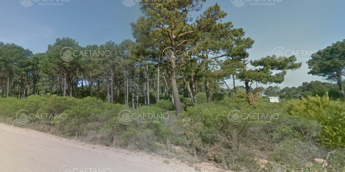 Chihuahua - GoPunta - Portal Inmobiliario de Punta del Este - Maldonado