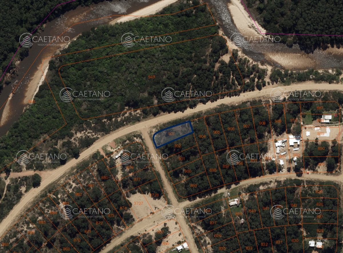 Chihuahua - GoPunta - Portal Inmobiliario de Punta del Este - Maldonado