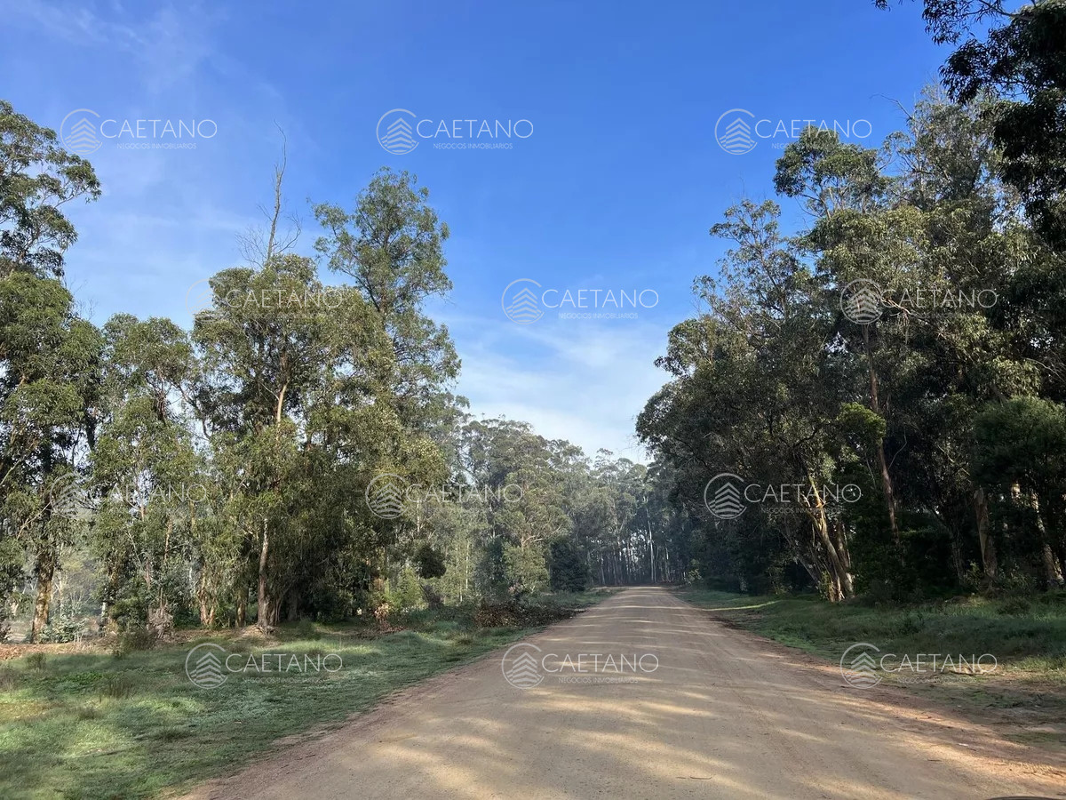 Burnett - GoPunta - Portal Inmobiliario de Punta del Este - Maldonado