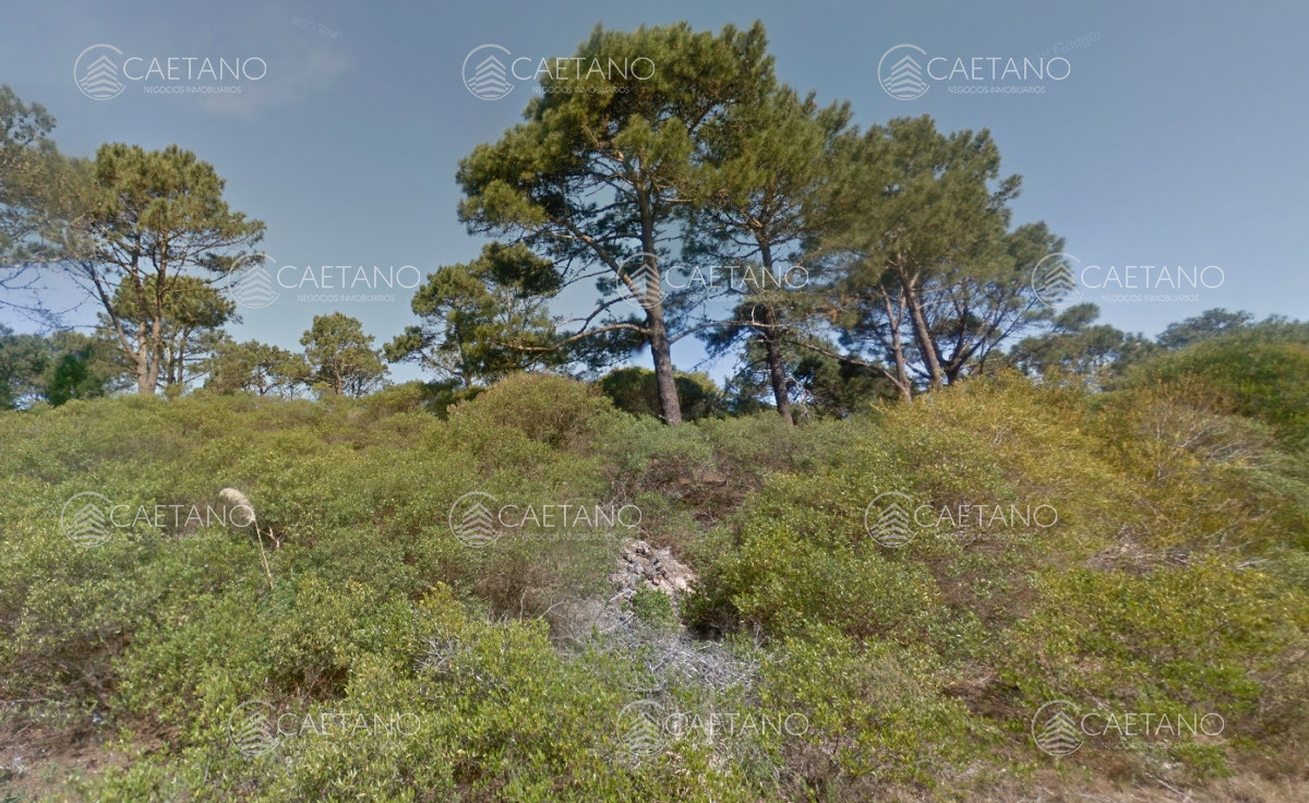 Chihuahua - GoPunta - Portal Inmobiliario de Punta del Este - Maldonado