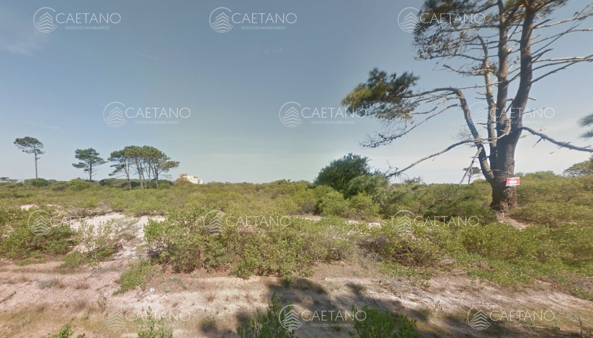 Chihuahua - GoPunta - Portal Inmobiliario de Punta del Este - Maldonado